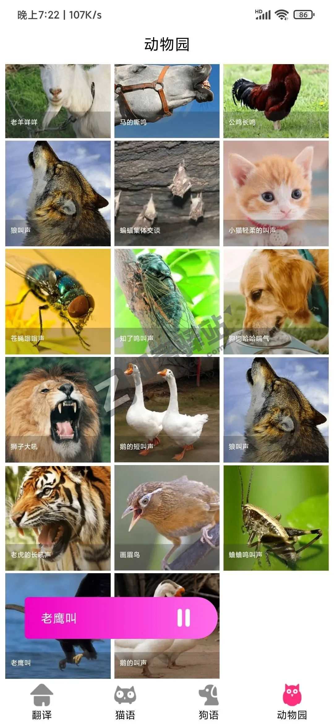 狗语翻译器VIP版，自动翻译动物语言，牛！！