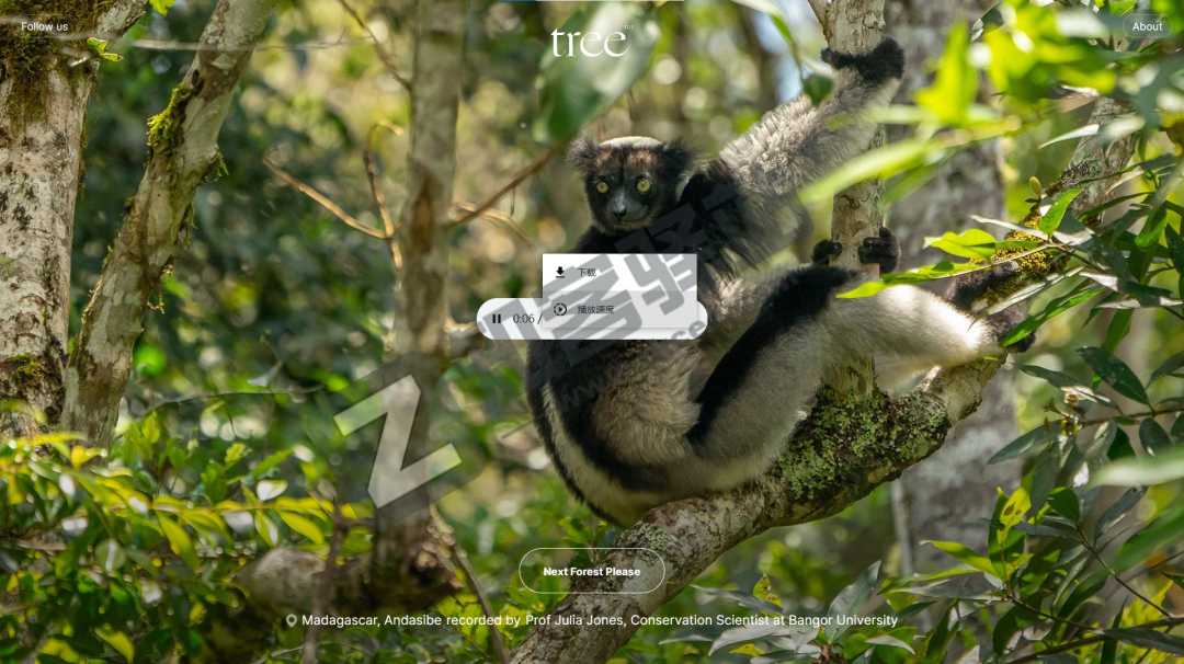 世界森林声音-2